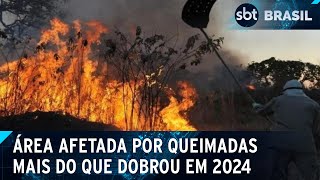 Queimadas atingem 565 milhões de hectares só em agosto diz MapBiomas  SBT Brasil 120924 [upl. by Legyn]