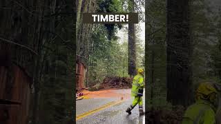 Timber Redwood Felling by Professional Lumberjacks  shorts lumberjack treefelling [upl. by Darren]