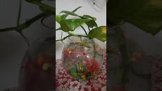 Small money plant pot [upl. by Rihaz]