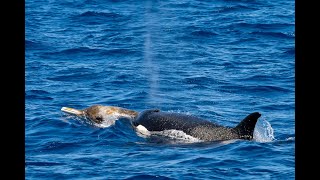 Beaked Whale Pursuit by the Bremer Canyon Orcas [upl. by Joelle211]