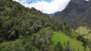 Valle de Cocora Colombia by drone [upl. by Naples]