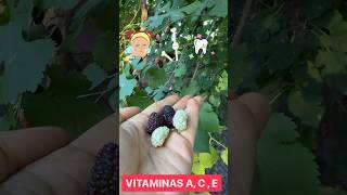 Este ÁRBOL Da KILOS De Fruta GRATIS y RÁPIDO La Morera [upl. by Adnawyek]