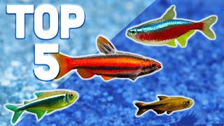 MY TOP 5 TETRAS FOR YOUR AQUARIUM [upl. by Aneles]