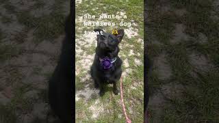 dog puppy fypシ゚ comedy whimzees sadie americanbully ￼￼AustralianShepherd ￼ [upl. by Notsruht577]