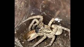 Tigerosa Georgicola Wolf Spider [upl. by Preuss]