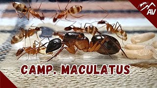 The first Exotic Ants to get Camponotus Maculatus [upl. by Mic553]