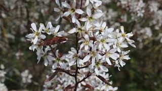 1 minuut natuur krentenboompje  juneberry  lamélanche  KupfelFelsenbirne [upl. by Rrats]