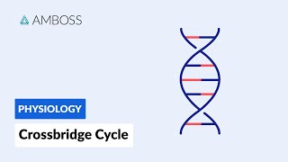 Crossbridge Cycle Muscle Contraction [upl. by Ikkin]