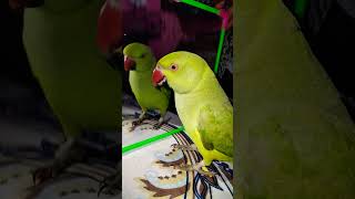 Funny parrot Talking subscribe parrot trending funny parroting birds parrrot shortvideo [upl. by Chelsae254]