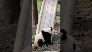 Adorable Panda Playing  Funny Pandas Video animals cuteanimals [upl. by Berry602]