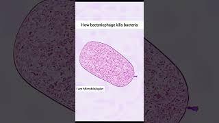 How Bacteriophage kill Bacteria by lytic cycle [upl. by Aennyl797]