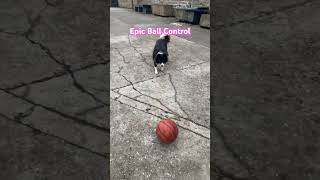 MindBlowing Dog shows Basketball Skills [upl. by Doughman]