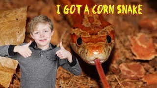 I got a Corn Snake [upl. by Eihtak]