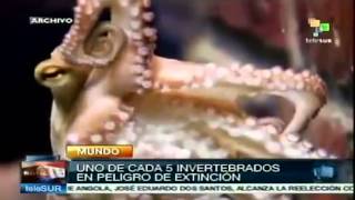 Animales invertebrados en peligro de extinción [upl. by Peterec]