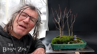 Pruning My Red Maple Penjing Firethorn and Korean Maple The Bonsai Zone Dec 2024 [upl. by Drof636]