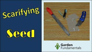 Seed Scarification Speeds up Germination compare methods [upl. by Ianaj474]