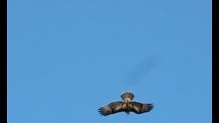 RC Bald Eagle versus real Red Tailed Hawk [upl. by Erastus]