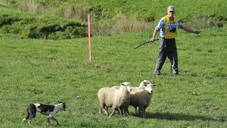 Tux North Island and New Zealand sheep dog championships [upl. by Roxanna294]