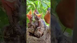 birds wildlife nature viral [upl. by Yauqram578]