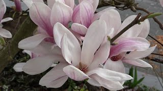 Magnolia soulangeana flowering [upl. by Innis32]