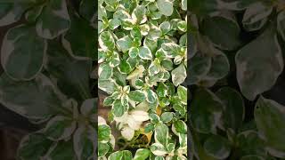 Variegated alternanthera plantgardencenterlife garden gardencenter gardenplants plantstore [upl. by Silvan]