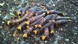 Spitfire Sawfly Caterpillars [upl. by Herc]