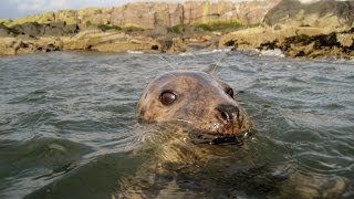 Grey Seal [upl. by Yanrahc145]