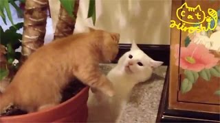 茶トラ子猫「ひろし」兄猫を角に千載一遇のチャンス、反撃～～！ Tabby Cat Hiroshi and White Cat Chiro [upl. by Aerdnas]