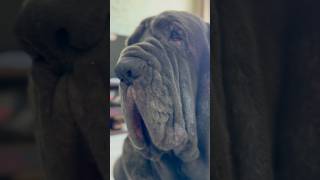 Mastino napoletano mastiff dog mastino [upl. by Mettah]