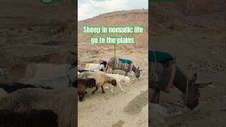 Nomadic life with its peace and beauty nomadic nomadiclife short [upl. by Ellennoj]