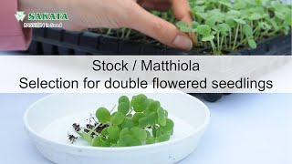 【Stock Matthiola】Selection for double flowered seedlings [upl. by Gotcher58]