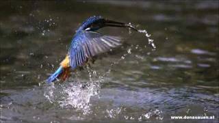 Eisvogel im Nationalpark DonauAuen  Alcedo atthis [upl. by Nada547]