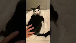 funny catcatcatscatlover catshorts funnycatsyoutubeshorts funnyvideo musicdrunkcat [upl. by Hcelemile211]