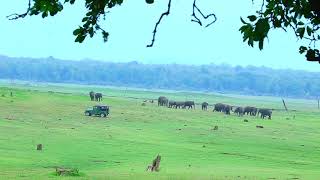 Elephants  Kabini Backwaters [upl. by Patrich]