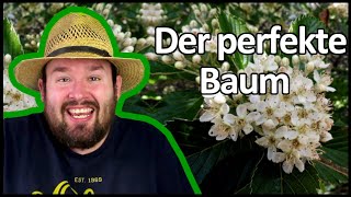 Der Baum des Jahres 2024  Die echte Mehlbeere  Flol [upl. by Adelice983]