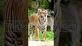 Chinese tiger The rarest and smallest tiger 😍 animals tiger predators [upl. by Yortal]