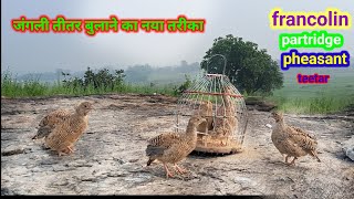 जंगली तीतर बुलाने का नया तरीका  A new way to call wild partridges  teetar shikar video amazing [upl. by Ayikaz]