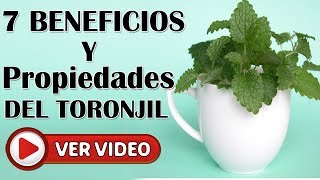 TORONJIL Propiedades Y Beneficios De Esta Poderosa Planta Medicinal Melissa Officinali [upl. by Takken]