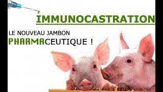 info  Immunocastration Le nouveau jambon pharmaceutique [upl. by Eyt418]