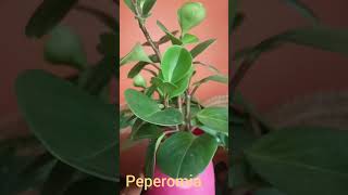 Peperomia obtusifolia plant care [upl. by Monney]