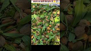 बादाम का खेती कैसे होता है🤔 making shortsviral farming badam Ghumakad2 [upl. by Nalyorf]