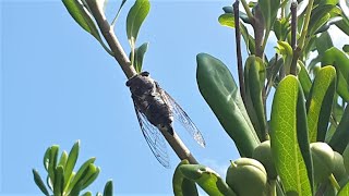 Zikaden Geräusche 🎧 Cicada Sound  Singzikaden in Kroatien [upl. by Esila]