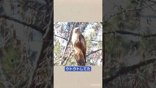 ウトウトするノスリ A buzzard was dozing off buzzard ノスリ 三宝寺池 [upl. by Jerrine]