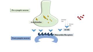 Pralidoxime Mechanism of Action [upl. by Peonir]