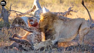 Lion Attack and Eat Hyena  Animal Fighting  ATP Earth [upl. by Whiney369]