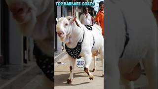 Barbare Bakro Ka Shauk🤩😍 bakra goats bakraeid bakraeid2025 bakraeidspecial trending biggoats [upl. by Krusche]