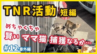 TNR活動 ２年間追い続けている野良猫と子猫を発見・前編【TNR】【個性的な保護猫がいっぱい💗ねこせんチャンネル・番外編12】 [upl. by Arevle]