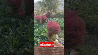 Beautiful plant in kashmir [upl. by Nrehtak]