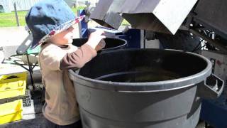 ARONIA HARVESTING AND PROCESSING [upl. by Hildegaard]