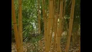 Phyllostachys vivax Aureocaulis [upl. by Annitsirhc]